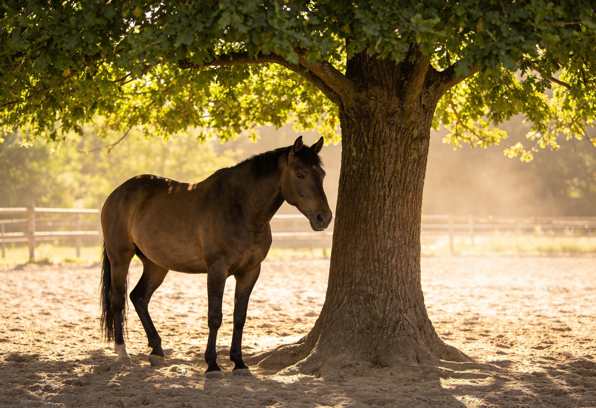 Pferd sucht an einem heißen Sommertag Schatten unter einem Baum